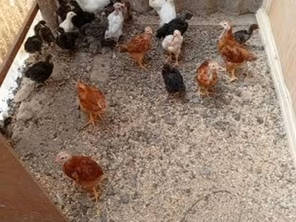 Chickens