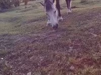 Yegua, Caballos — foto 2