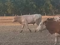 ثور, Charolais cattle — الصورة 6