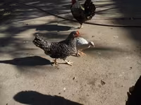 Guinea fowl — 2. fotó