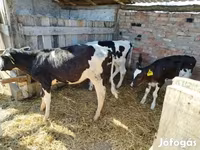 Tehén, Russian Black pied cattle — 1. fotó
