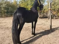 Cavalo, Friesian — foto 4