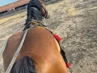 Horse (M), Horses — photo 1