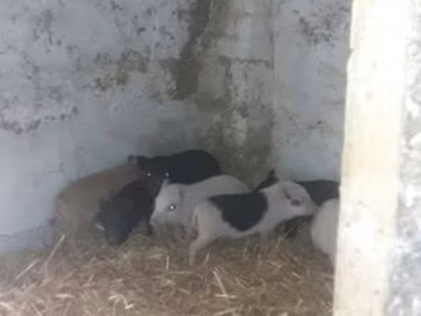 Boar,  — Hungary