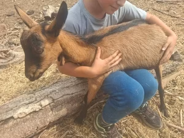 公山羊, Goats