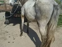 حصان, Hungarian horse breed — الصورة 3