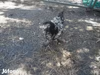 Chickens — 5. fotó