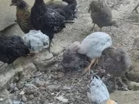 Guinea fowl — 5-сурет