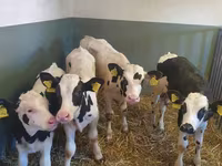 公牛, Holstein breed — 照片 1