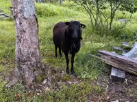 Beran, Romanov sheep — foto 1