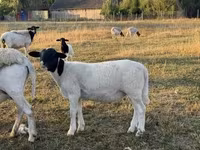 كبش, Dorper sheep — الصورة 4