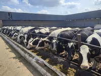 Krava, Swiss cattle — foto 4