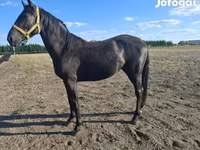 Hengst, Nonius horse — Foto 3