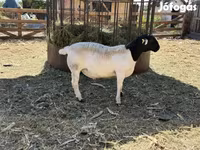 Kos, Dorper sheep — 3. fotó