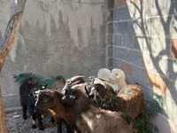 Koza, Kozy — foto 3