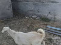 Billy Goat, Beetal goats — photo 2