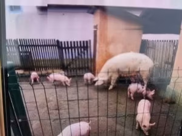 Kanec,  — Maďarsko