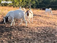 Nőstény kecske, Boer goat — 7. fotó