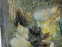 Turkeys — foto 3