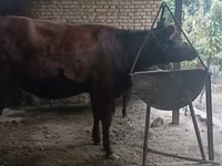 Cow, Kalmyk breed — photo 7