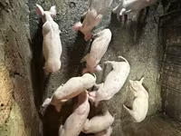 Süldőanya, Датский ландрас — 3. fotó