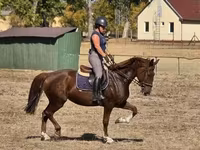 母马, Hungarian horse breed — 照片 5