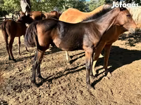 Horse (M), Kisber felver — photo 1