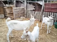 बकरा, बकरियाँ — फ़ोटो 1