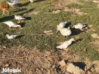 Ducks — الصورة 6