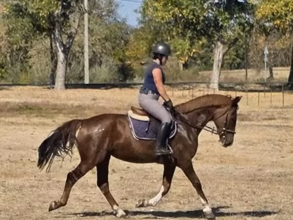 Kanca, Hungarian horse breed — Magyarország