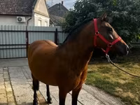 Kanca, Lovak — 4. fotó