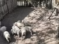 Säue, Мангалица — Foto 1