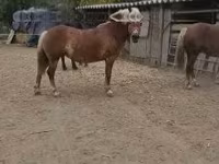 घोड़ी, घोड़े — फ़ोटो 1