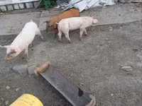 公猪, Pigs — 照片 3