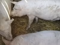 母猪, Pigs — 照片 3