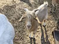 Billy Goat, Goats — photo 2