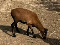 Carnero, Cameroon sheep — foto 2