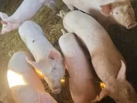 公猪, Pigs — 照片 6