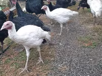 Turkeys — 照片 1
