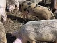 Boar, Pigs — photo 4