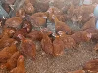 Chickens — Foto 4