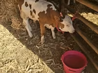 Bika, Magyar szürke fajta — 2. fotó