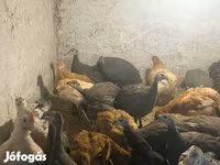 Guinea fowl — Foto 1