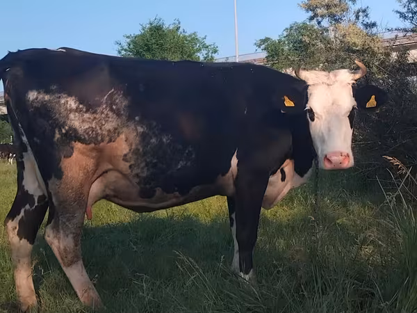 Tehén, Holstein fajta