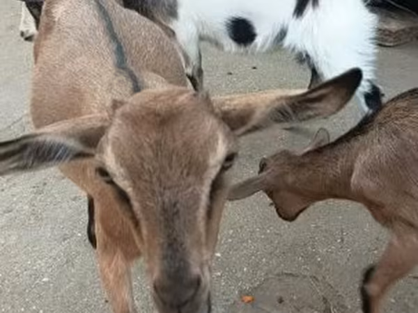 公山羊, Goats — 匈牙利