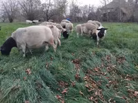 绵羊（批次，未指定性别）, Dorper sheep — 照片 2
