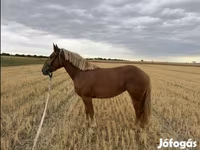 Кобыла, Лошади — фото 2