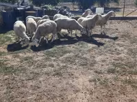 Carnero, Ile-de-France sheep — foto 2