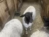 Schaf, Dorper sheep — Foto 2
