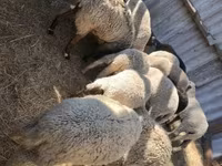 Sheep (batch, sex not specified), Sheep — photo 1
